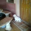 ronny 1115